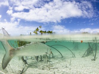 Species bonefish closeup PH ADAM BARKER scaled